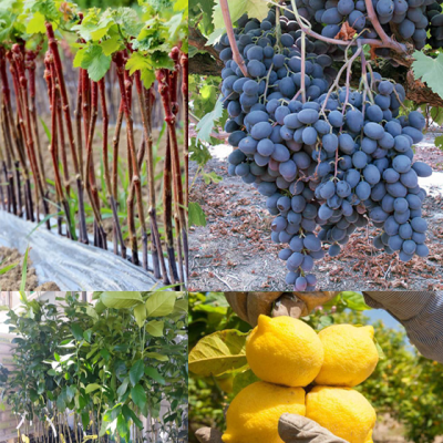 Fytoria Kaliergies Lemonies Portokalies Mantarinies Krissa Gi Irakleio Kritis 2